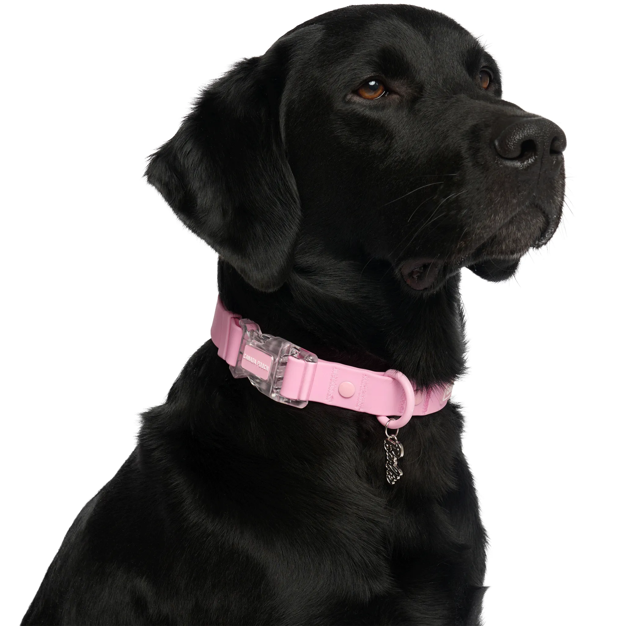 Barbie™ Waterproof Collar - Pink