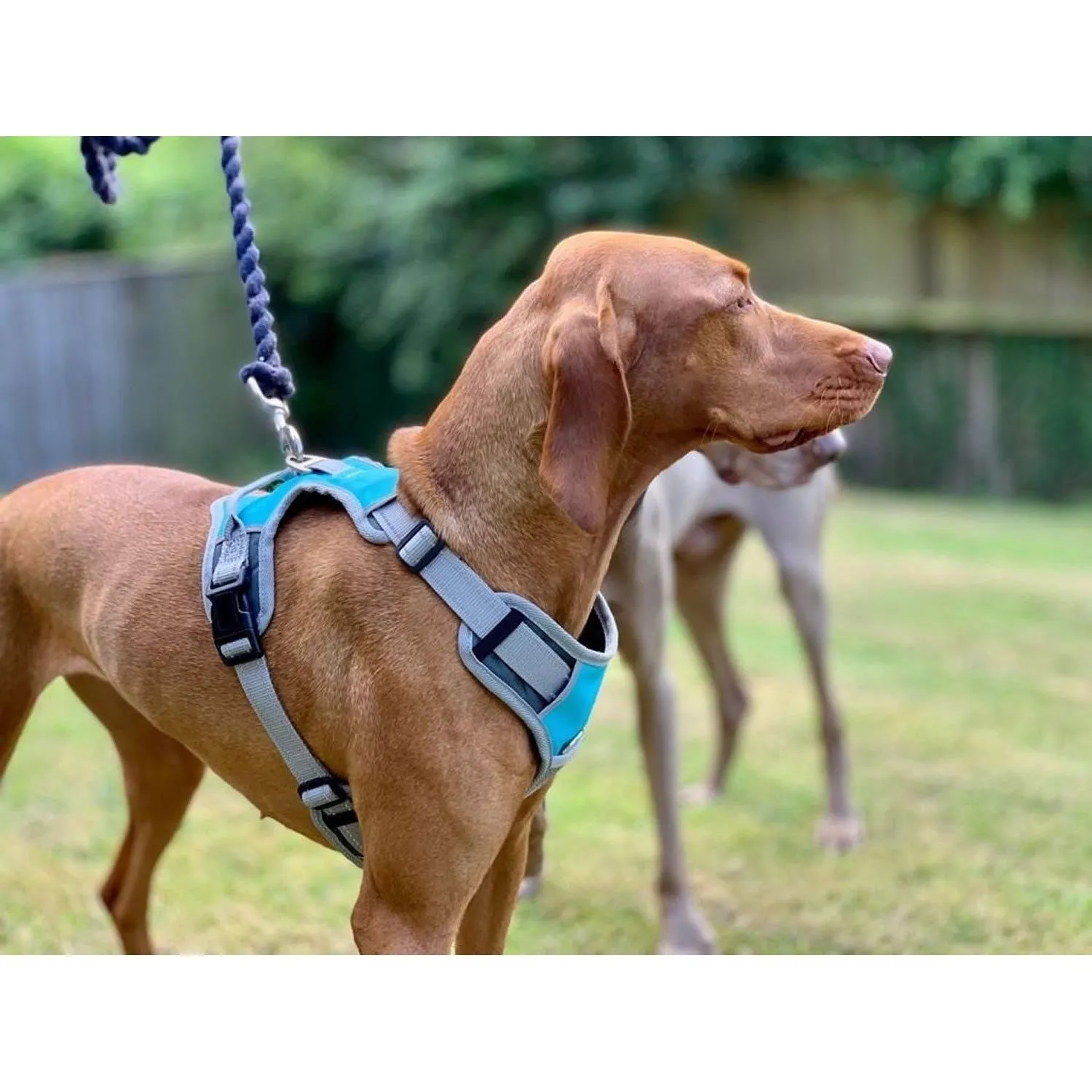 Henry Wag Dog Travel Harness