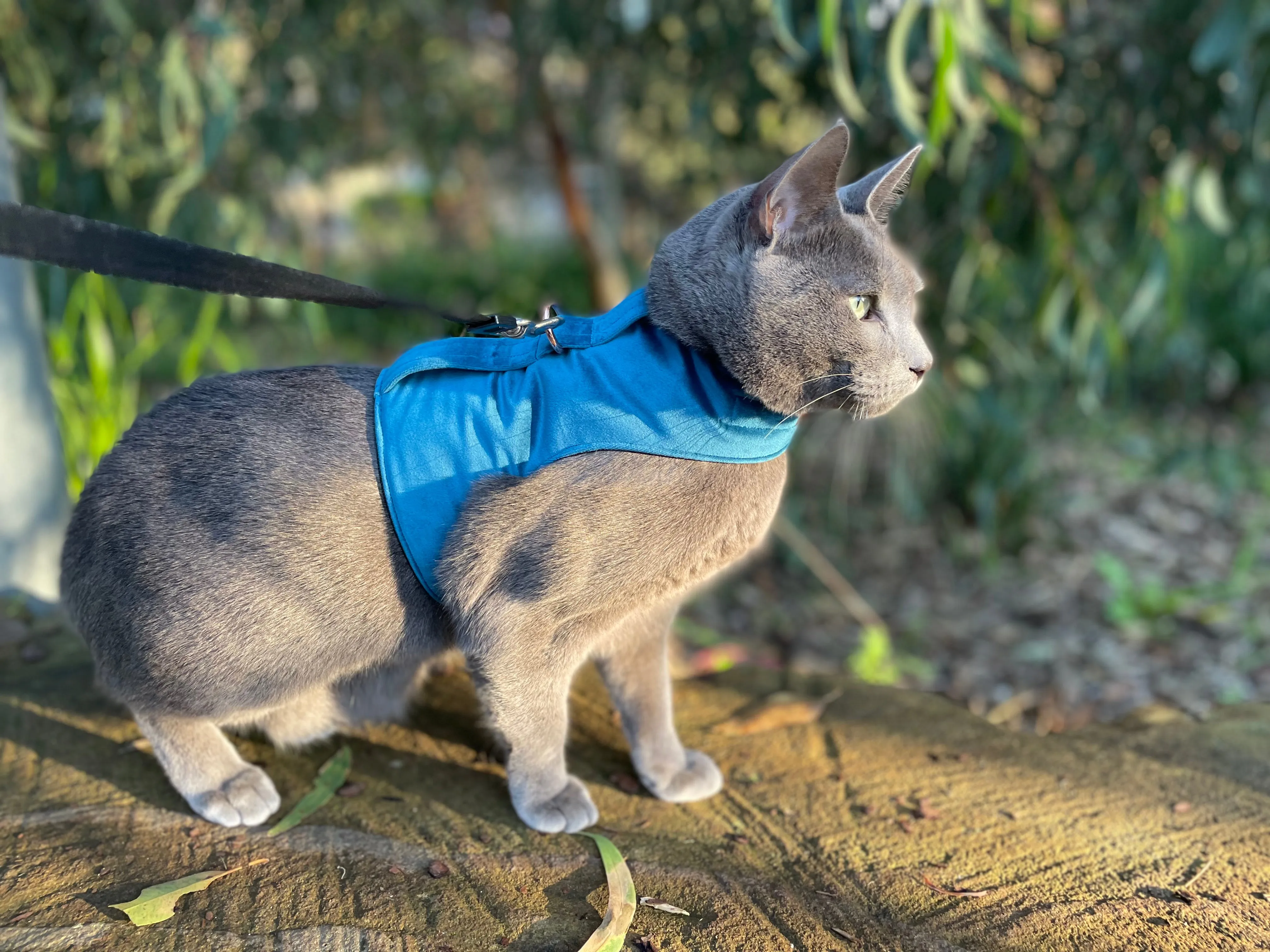 Royal Blue Luxe Velvet Jacket Harness