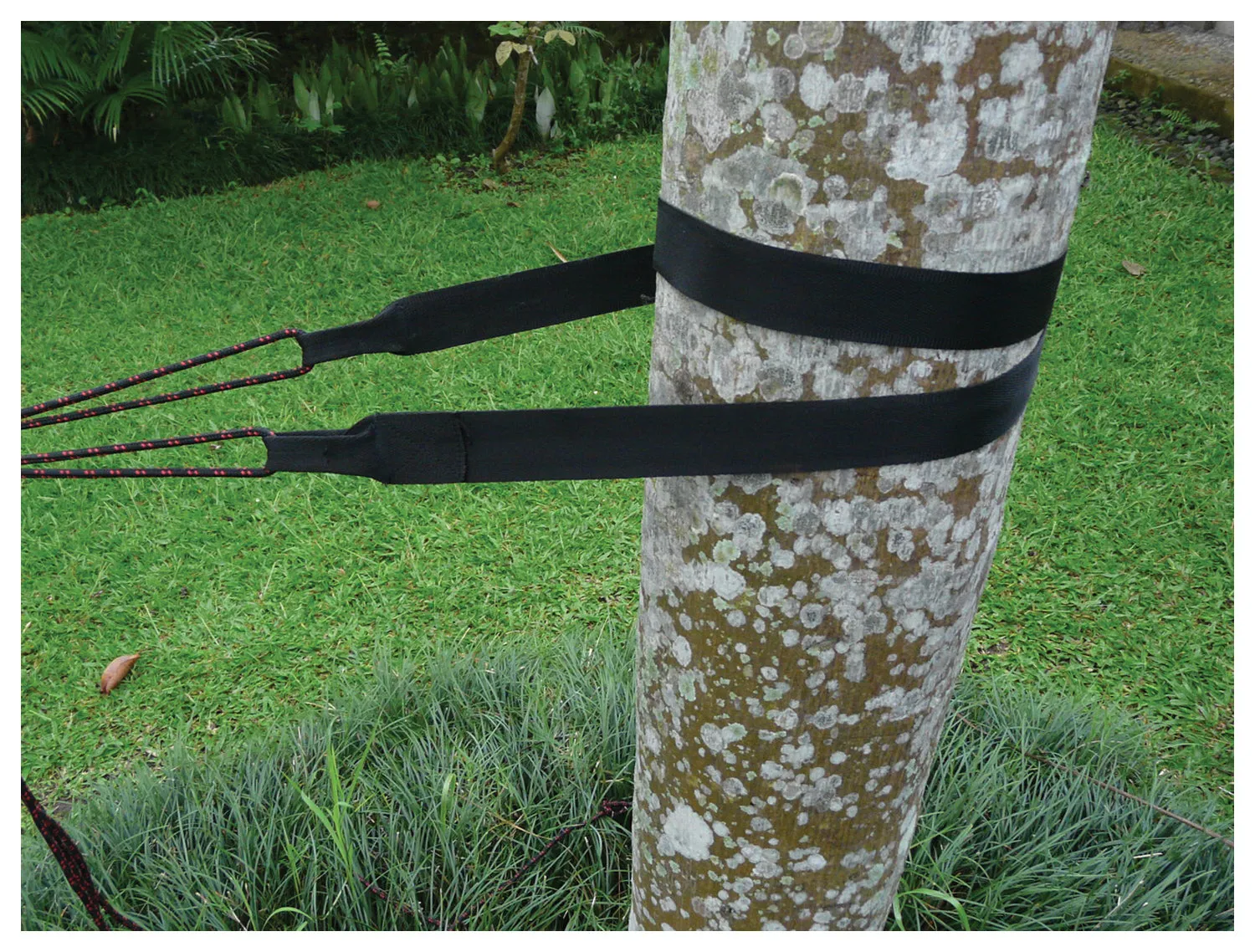 Standard Tree Straps